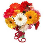 12 MultiColored Gerberas Bunch