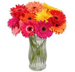 12 Gerberas in a Vase