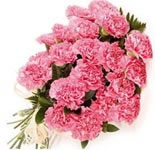24 Pink Carnation