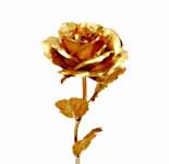 Golden Rose